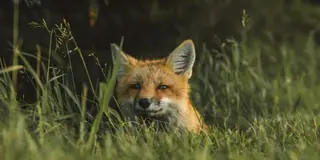 Orange fox resting in green meadow grass