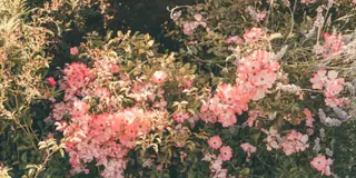 Pink wildflowers surrounded by green leaves